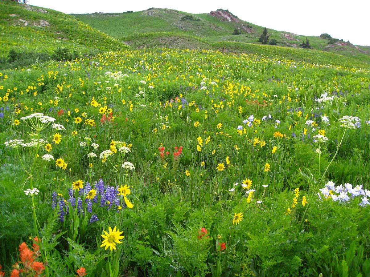 Purple Mountain Bed & Breakfast & Spa Crested Butte Ngoại thất bức ảnh